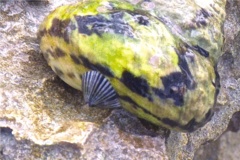 Sea Snails - Striped False Limpet - Siphonaria pectinata