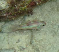 Cardinalfish - Pale Cardinalfish - Apogon planifrons