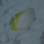 Butterflyfish - Spotfin Butterflyfish - Chaetodon ocellatus