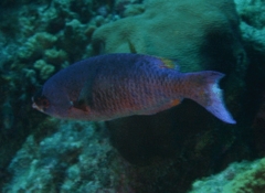 Wrasse - Creole Wrasse - Clepticus parrae