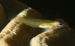 Gobies - Peppermint Goby - Coryphopterus lipernes