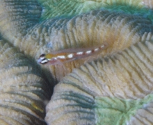 Gobies - Glass Goby - Coryphopterus hyalinus