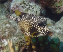 Trunkfish - Smooth Trunkfish - Lactophrys triqueter