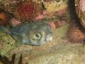 Pufferfish - Globe Fish - Diodon nicthemerus