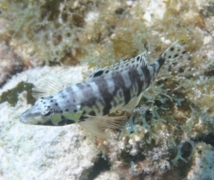 Seabasses - Harlequin Bass - Serranus tigrinus