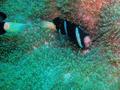 Damselfish - Clark's Anemonefish - Amphiprion clarkii