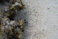 Damselfish - Blackbarred Demoiselle - Chrysiptera annulata