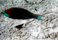 Parrotfish - Green-face Parrotfish - Scarus prasiognathus