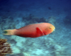 Parrotfish - Indian Ocean Steephead Parrotfish - Chlorurus strongylocephalus