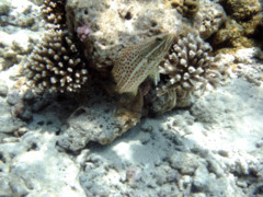 Groupers - Slender Grouper - Anyperodon leucogrammicus