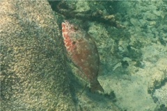 Parrotfish - Redtail Parrotfish - Sparisoma chrysopterum