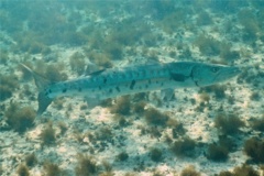 Barracuda - Great Barracuda - Sphyraena barracuda