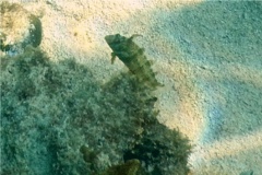 Razorfish - Green Razorfish - Xyrichtys splendens