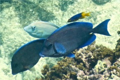 Hogfish - Spanish Hogfish - Bodianus rufus