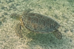 Turtle - Green Sea Turtle - Chelonia mydas