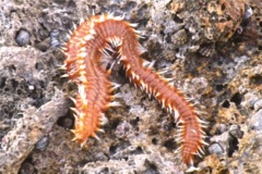 Bristleworm - Orange Fireworm - Eurythoe complanata