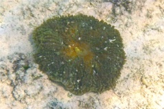 Coral - Florida Corallomorph - Ricordea florida