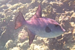 Triggerfish - Ocean Triggerfish - Canthidermis sufflaman