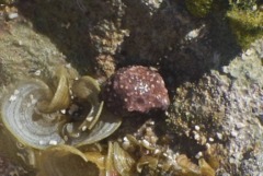 Sea Snails - Warty Cyclostreme - Arene bairdii