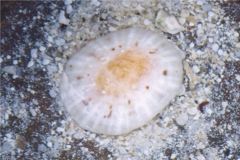 Limpets - Spotted Limpet - Eoacmaea pustulata