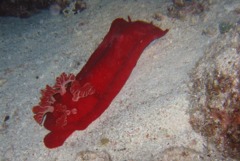 Nudibranch - Spanish Dancer - Hexabranchus sanguineus