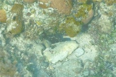 Seabasses - Greater Soapfish - Rypticus saponaceus