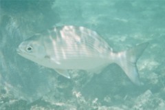 Chubs - Bermuda Chub - Kyphosus sectatrix