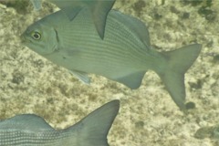 Rudderfishes - Highfin Rudderfish - Kyphosus cinerascens