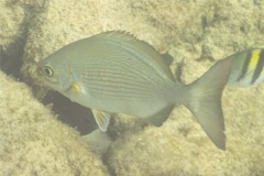 Chubs - Yellow Sea Chub - Kyphosus incisor