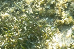 Trumpetfish - Cornetfish - Fistularia tabacaria