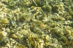 Trumpetfish - Cornetfish - Fistularia tabacaria