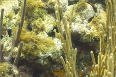Filefish - Slender Filefish - Monacanthus tuckeri