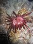 Sea Urchins - Slate-pencil sea urchin - Heterocentrotus mammillatus