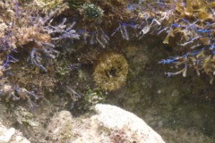 Anemones - Red Warty Sea Anemone - Bunodosoma granulifera