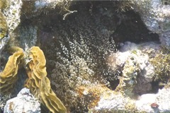 Anemones - Knobby Sea Anemone - Rhodactis lucida