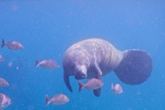 Trichechidae - West Indian Manatee - Trichechus manatus