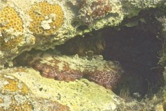 Octopuses - Common Octopus - Octopus vulgaris