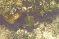 Octopuses - Caribean Two-spot Octopus - Octopus hummelincki