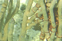 Echinodermata - Ruby Brittle Star - Ophioderma rubricunda