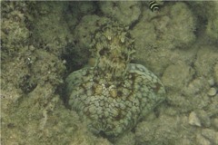 Octopuses - Caribbean Reef Octopus - Octopus briareus