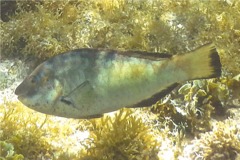 Parrotfish - Bucktooth Parrotfish - Sparisoma radians