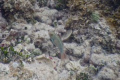 Parrotfish - Bucktooth Parrotfish - Sparisoma radians