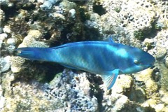 Parrotfish - Queen Parrotfish - Scarus vetula