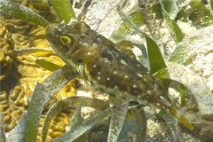 Pufferfish - Bandtail Puffer - Sphoeroides spengleri
