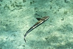 Remoras - Whitefin Sharksucker - Echeneis neucratoides