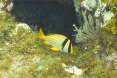 Porkfish - Porkfish - Anisotremus virginicus
