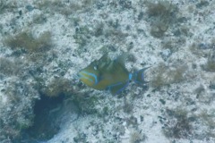Triggerfish - Queen Triggerfish - Balistes vetula