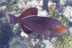 Triggerfish - Black Durgon - Melichthys niger