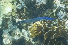 Trumpetfish - Trumpetfish - Aulostomus maculatus