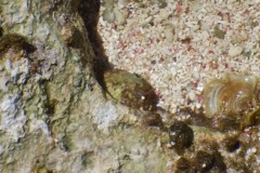 Limpets - Punctate Keyhole Limpet - Fissurella punctata